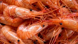 LANGOSTINO