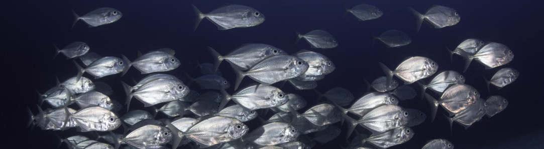 Fishes